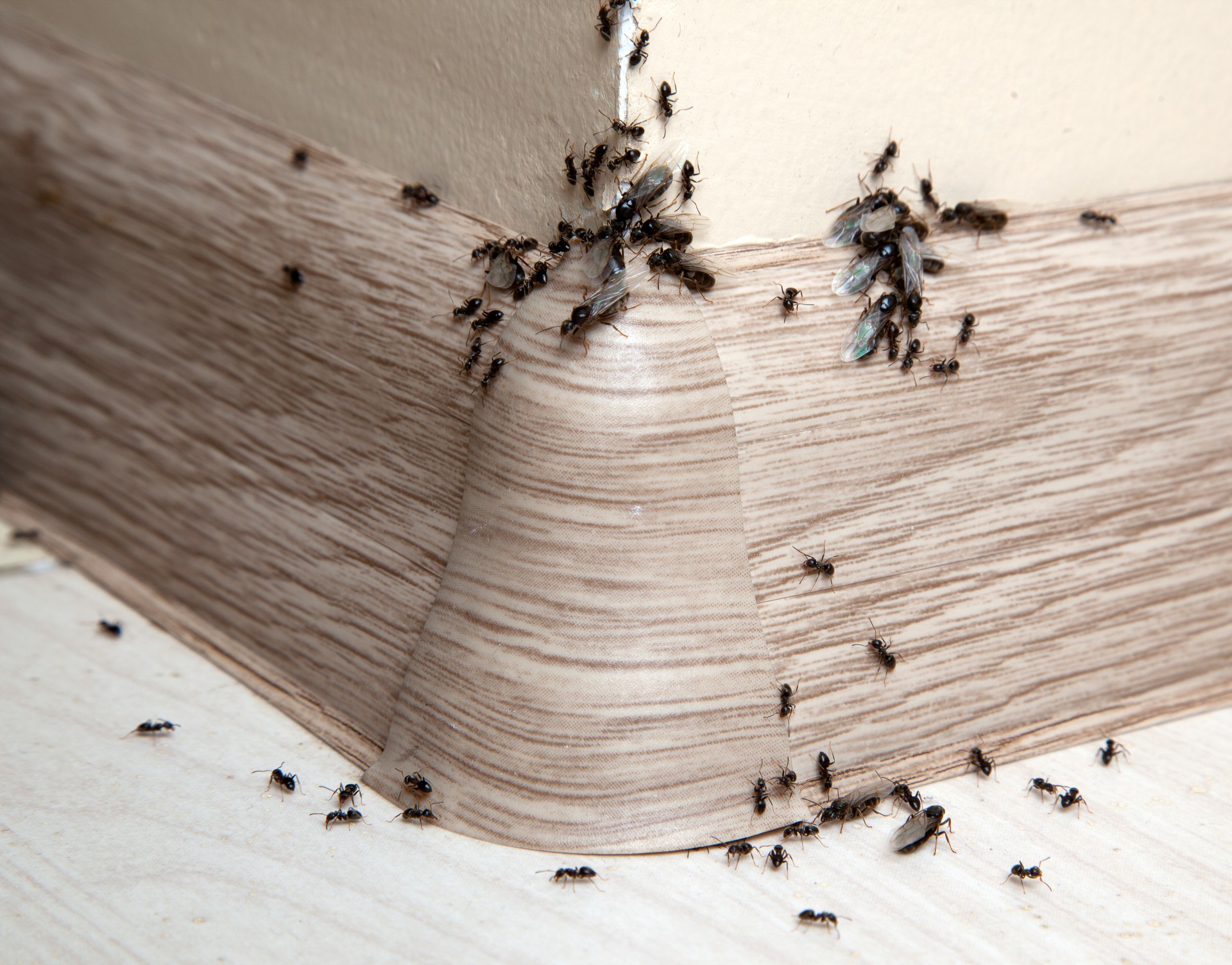 Ant Infestation, Pest Control in Bromley, Bickley, Downham, BR1. Call Now 020 8166 9746