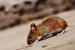 Mouse extermination, Pest Control in Bromley, Bickley, Downham, BR1. Call Now 020 8166 9746