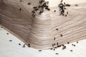 Ant Control, Pest Control in Bromley, Bickley, Downham, BR1. Call Now 020 8166 9746