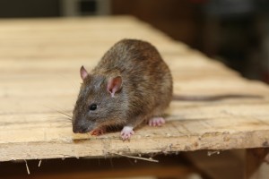 Rodent Control, Pest Control in Bromley, Bickley, Downham, BR1. Call Now 020 8166 9746
