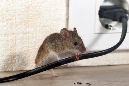 Pest Control in Bromley, Bickley, Downham, BR1. Call Now! 020 8166 9746