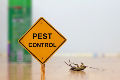 Pest Contol in Bromley, Bickley, Downham, BR1. Call Now 020 8166 9746